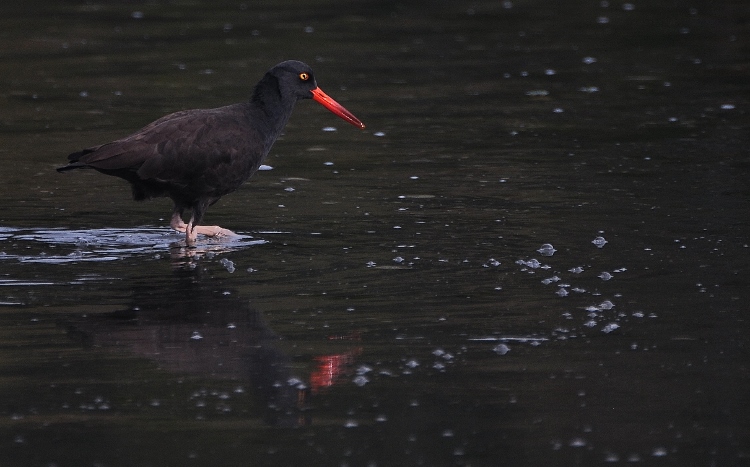 Oyster catcher